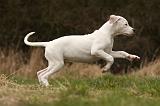 DOGUE ARGENTIN 139